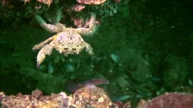 Siğil gibi Yengeç (Eriphia verrucosa).