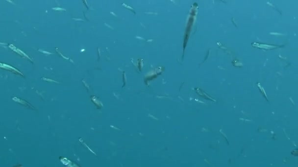 A flock of Big-scale sand smelt (Atherina boyeri). — Stock Video