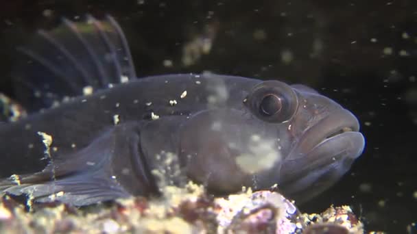 Rock smörbult (Gobius paganellus). — Stockvideo