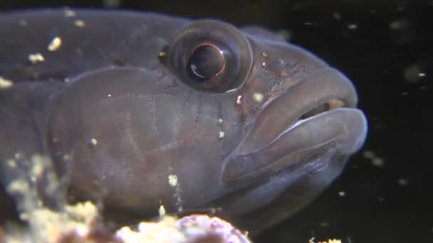 Portrait of Rock goby (Gobius paganellus). — Stock Video