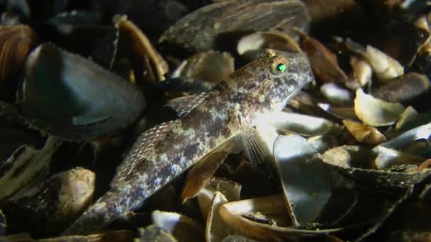 Чёрный гоби (Gobius niger ). — стоковое видео