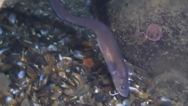 Macho de pescado de mar Cuskeel (Ophidion rochei) produce ritmo de tambor . — Vídeos de Stock