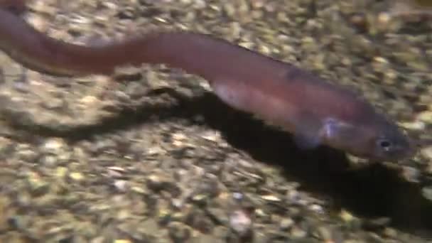 Macho de peixe-marinho Cuskeel (Ophidion rochei) produz batida de tambor . — Vídeo de Stock