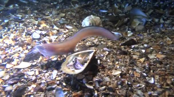 Marina fiskar Cuskeel (Ophidion rochei). — Stockvideo