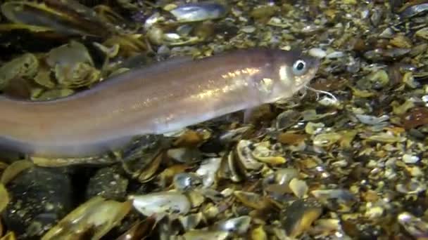 Männchen des Seefisch-Spitzkiels (ophidion rochei) erzeugt Trommelschlag. — Stockvideo