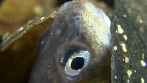 Μάτι του ένα θαμμένο Cuskeel (Ophidion rochei). — Αρχείο Βίντεο