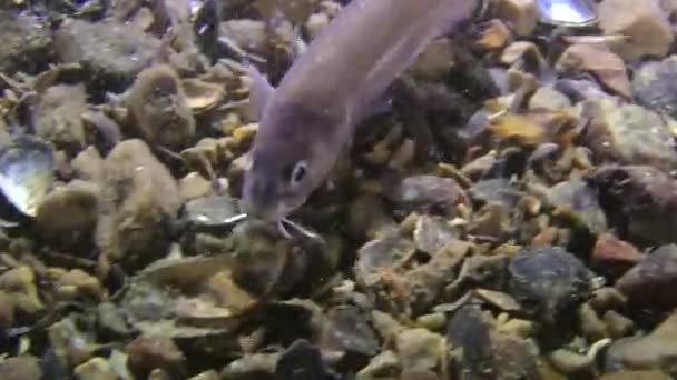 Cuskeel (Ophidion rochei) shelly toprak Into digs. — Stok video