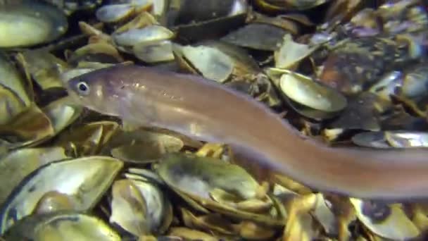 Männchen des Seefisch-Spitzkiels (ophidion rochei) erzeugt Trommelschlag. — Stockvideo