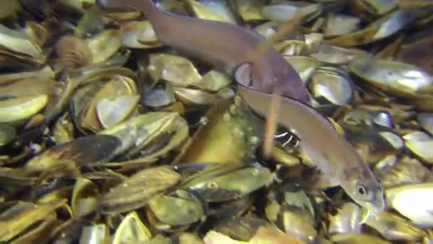 Mâle de poisson de mer brochet (Ophidion rochei) rencontre une femelle . — Video