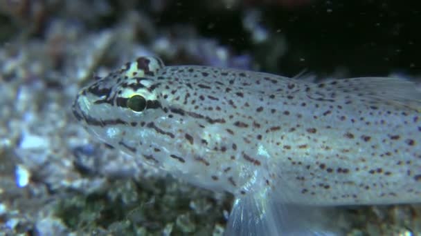 Gobbo di Bucchich (Gobius bucchichi ). — Video Stock