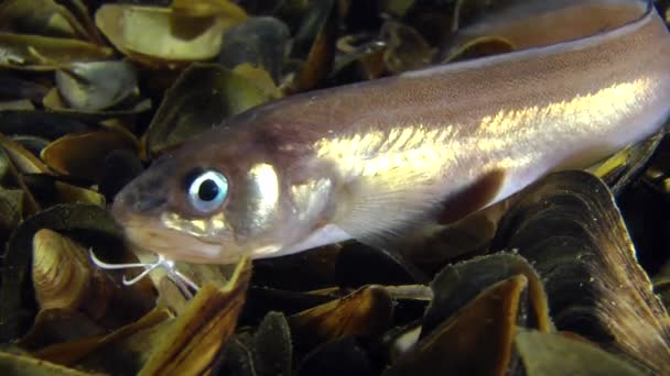 Male of sea fish Cuskeel (Ophidion rochei) produces drumbeat. — Stock Video
