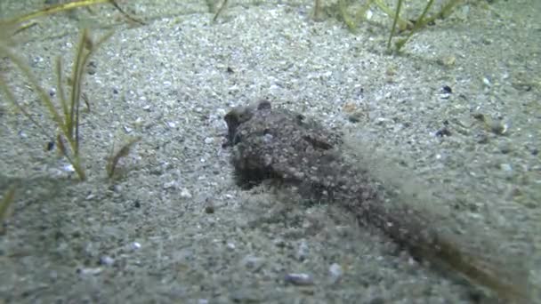 Dragão-de-barbatana (Callionymus pusillus ). — Vídeo de Stock