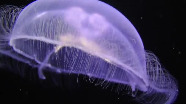 Méduses Aurelia (Aurelia aurita ).