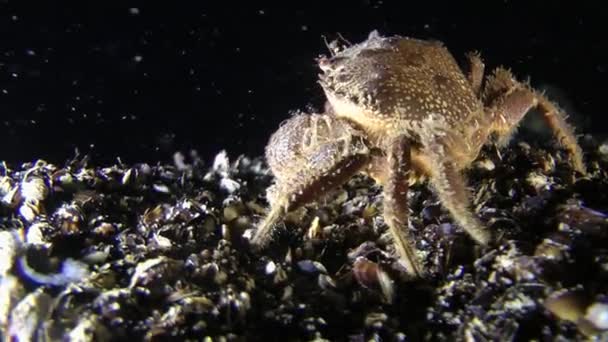 Vårtliknande krabba (Eriphia verrucosa). — Stockvideo