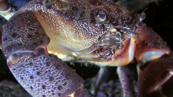 Bradavčitý krab (Eriphia verrucosa). — Stock video