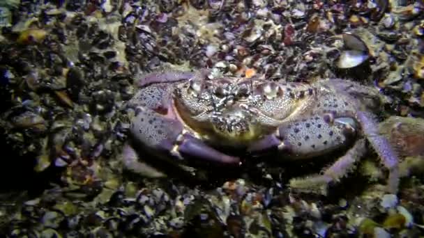 Caranguejo-de-verruga (Erifia verrucosa ). — Vídeo de Stock