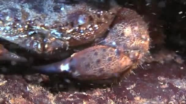 Warty kraba (Eriphia verrucosa). — Wideo stockowe
