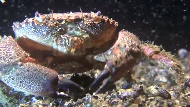 Crabe verruqueux (Eriphia verrucosa) ). — Video