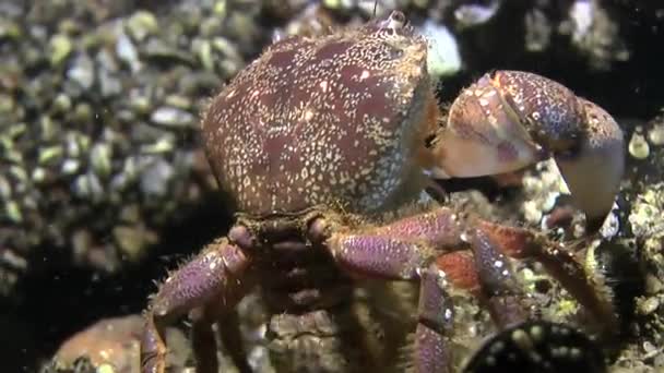 Rozmnožování: Tření Warty kraba (Eriphia verrucosa). — Stock video