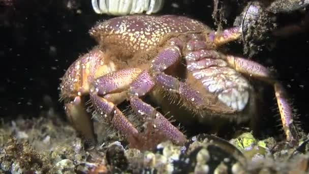 Reproduction : Frai du crabe verruqueux (Eriphia verrucosa) ). — Video