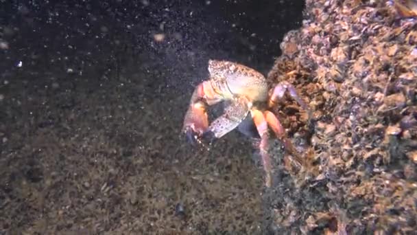 Reprodução: Desova de caranguejo Warty (Eriéfia verrucosa ). — Vídeo de Stock