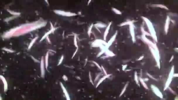 Pemijahan massal cacing polychaete (Nereis sp .). — Stok Video