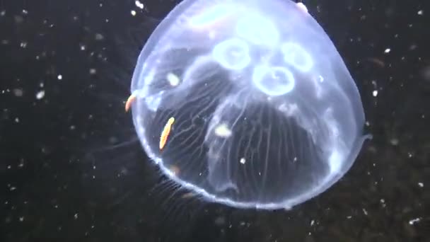 Frai en masse de vers polychètes (Nereis sp. .). — Video