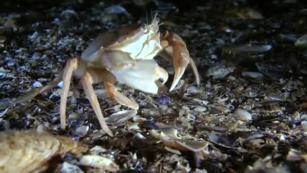 Swimming crab (Liocarcinus holsatus). — Stock Video