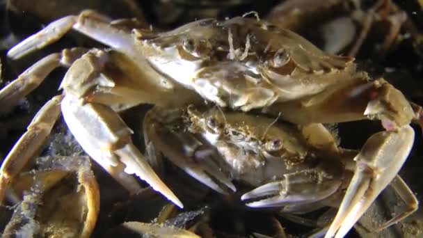Apareamiento de cangrejo nadador (Liocarcinus holsatus ). — Vídeo de stock