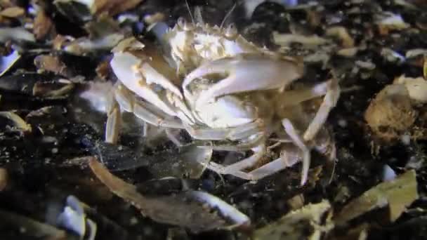 交配的梭子蟹 (Liocarcinus holsatus). — 图库视频影像