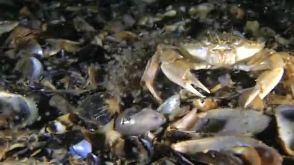 Caranguejo de natação (Liocarcinus holsatus ). — Vídeo de Stock