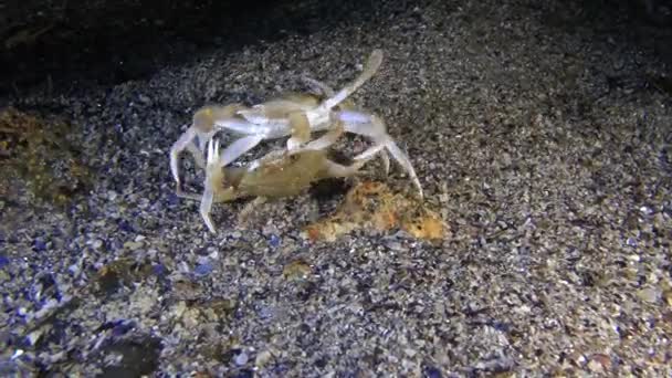 Zwemkrab (Liocarcinus zwemkrab). — Stockvideo