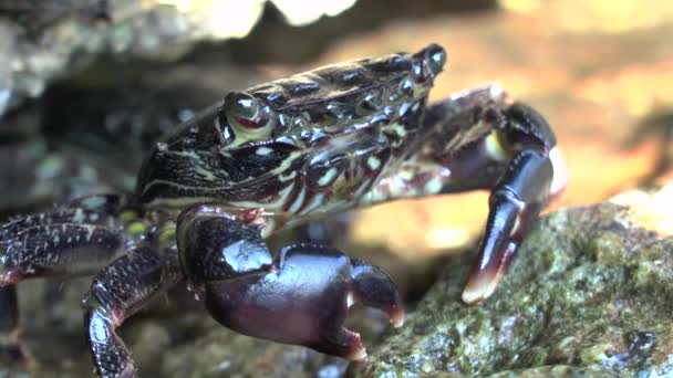 Marbled rock crab (Pachygrapsus marmoratus). — Stock Video