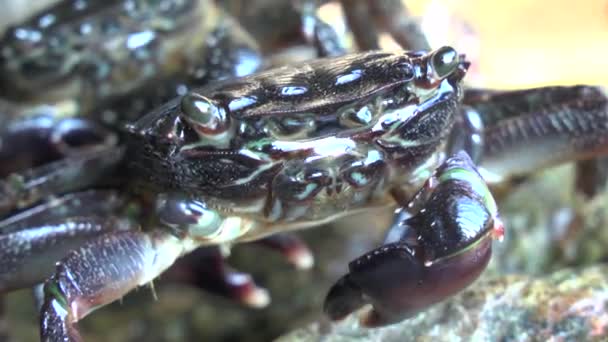 Caranguejo-das-rochas (Pachygrapsus marmoratus ). — Vídeo de Stock