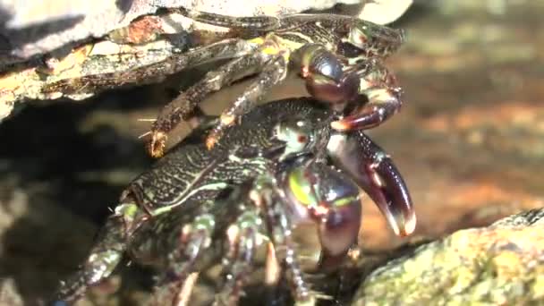 Marbled rock crab (Pachygrapsus marmoratus). — Stock Video