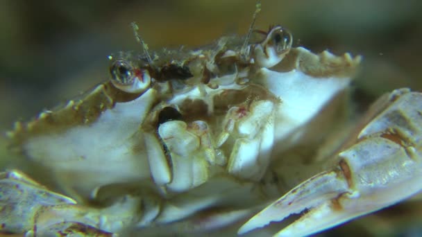 Swimming crab (Liocarcinus holsatus). — Stock Video