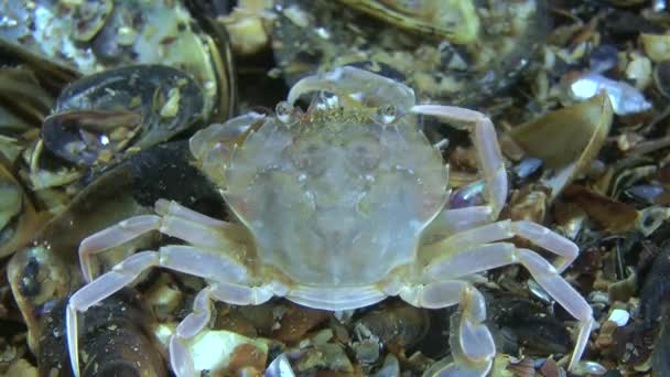 Swimming crab (Liocarcinus holsatus). — Stock Video