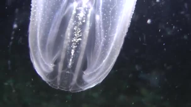 Jalea de peine de Ctenophora Warty (Mnemiopsis leidyi ). — Vídeo de stock