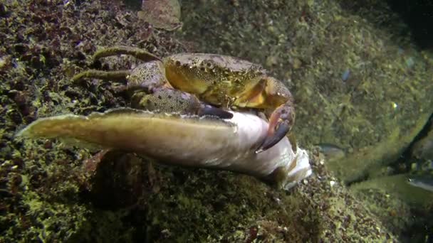 Vårtliknande krabba (Eriphia verrucosa). — Stockvideo