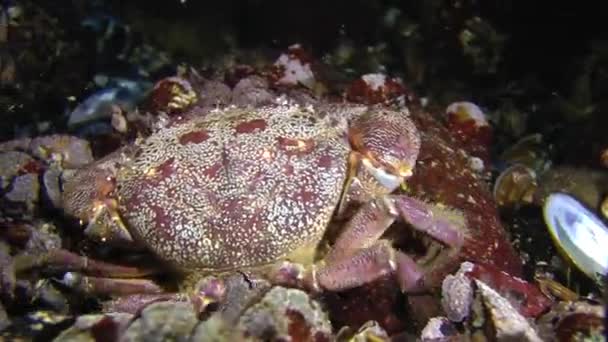 Caranguejo-de-verruga (Erifia verrucosa ). — Vídeo de Stock