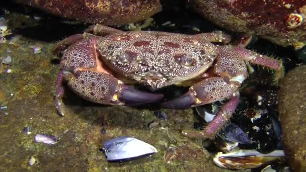 Caranguejo-de-verruga (Erifia verrucosa ). — Vídeo de Stock