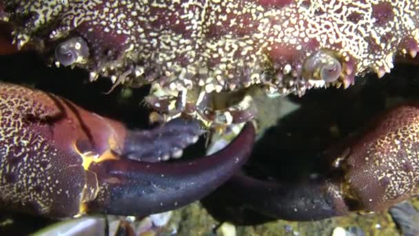 Warty krab (Eriphia verrucosa). — Stockvideo