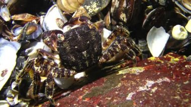 Mermer rock Yengeç (Marmara pavuryası).