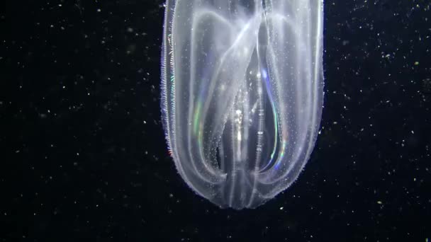 Ctenophora Fésűs medúza (Mnemiopsis leidyi). — Stock videók