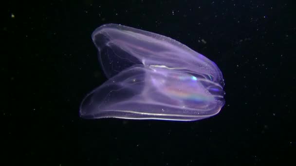 Ctenophora Warty comb jelly (Mnemiopsis leidyi). — Stock Video