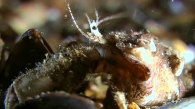 Küçük Yalnızcıl Yengeç (Diyojen pugilator).