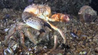 Üreme: Siğil gibi Yengeç (Eriphia verrucosa yumurtlama).