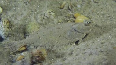 Pavurya Avrupa dere pisisi korkutmuş.