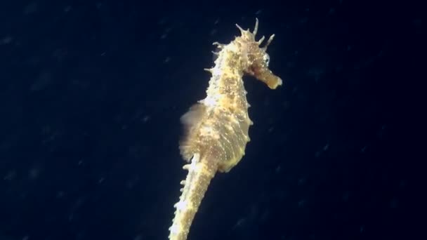 Seahorse slowly swims up in the water column. — Stock Video