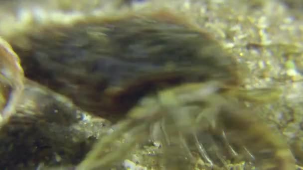 Portrait of European flounder. — Stock Video